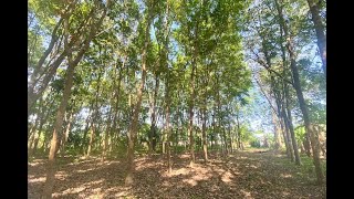 10832 sqm // 6+ Rai Land Plot for Sale in the Middle of Popular Rawai