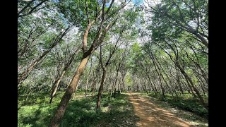 Large 12 Rai Land Plot with Rubber Trees and Mountain Views for Sale in Khao Khram, Krabi