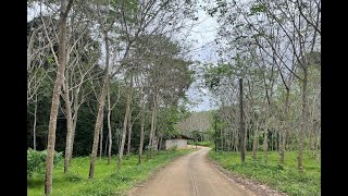 Mountain Views and Rubber Trees on this 3+ Rai Land for Sale in Nong Thaley, Krabi