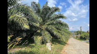 Over 4 Rai of Palm Plantations for Sale Near Natai Beach, Phang Nga - Excellent Investment Property