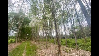 10 Rai Rubber Plantation Surrounded by Lush Vegetation for Sale in Pa Klok, Phuket