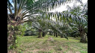 Over 4 Rai of Exceptional Land with Palm Plantations and Close to the Beach for Sale in Khok Kloi 