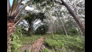 18 Rai Palm Plantation with Nice Mountain Views for Sale in Takua Thung, Phang Nga