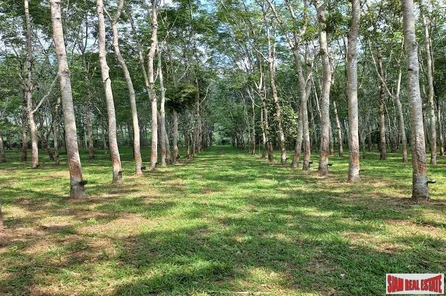 43 Rai Land Plot with a Rubber and Palm Plantation for Sale in Thung Maphrao, Phang Nga